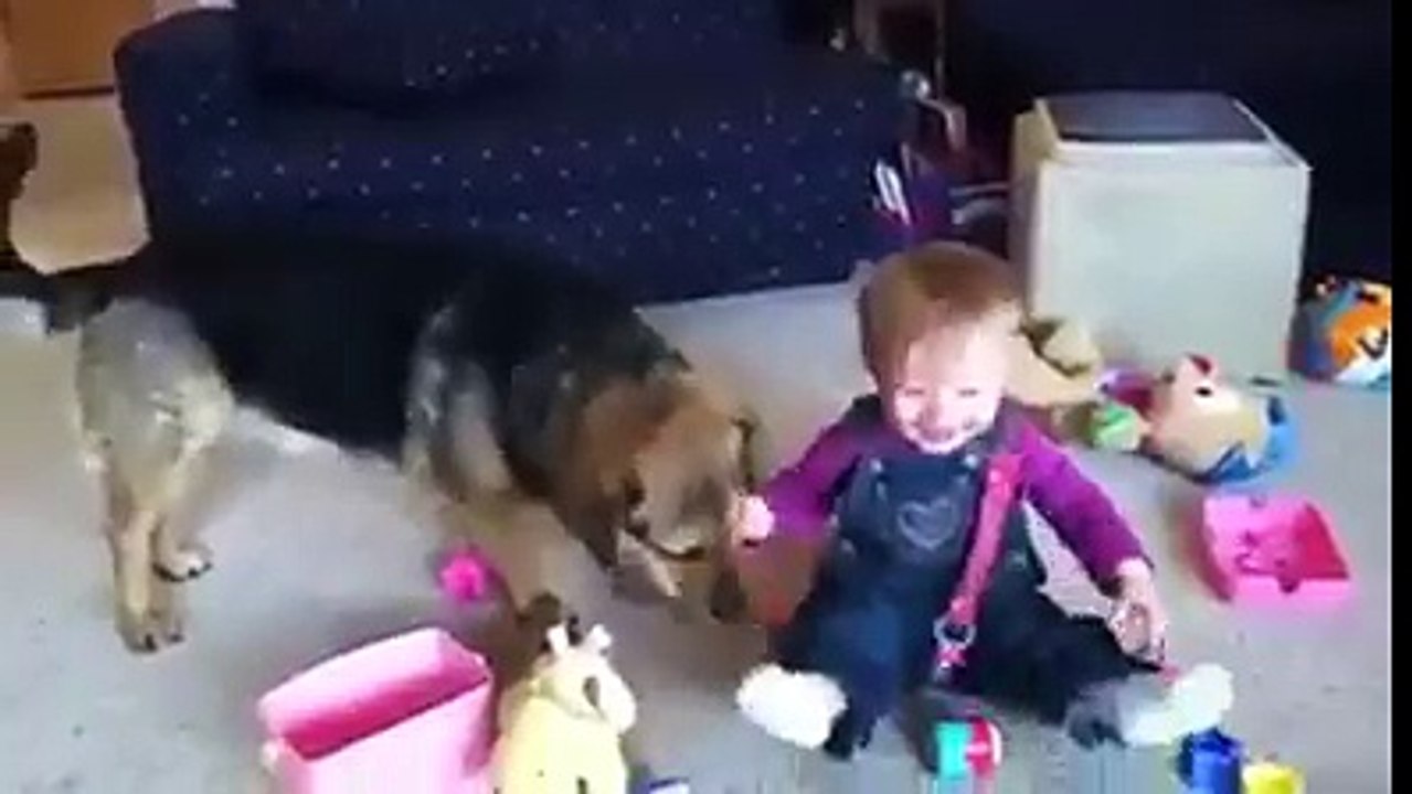 funny dog VID-20151030-WA0020
