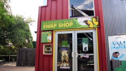 Playful Kitties in the Swap Shop at the Houston Zoo