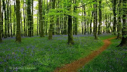 #4..1 Hour Relaxation-Study-Sleep-Forest Sounds-1 Ora Relax-Studio-Sonno-I Suoni Della For