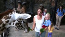 Feed the Giraffes at the Houston Zoo