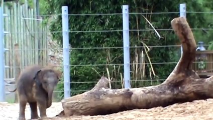 Baby Elephant Baylor Plays with a HUGE Tree Trunk