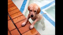 Golden Retriever Puppies Funny Fails & Compilation Videos