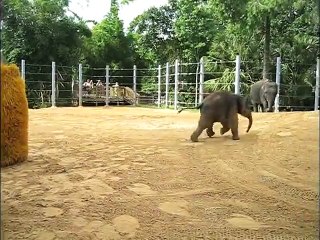 Baylor Plays With a few “Toys“