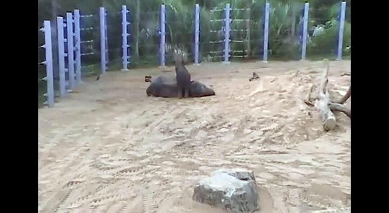 Baylor Climbing on Tucker