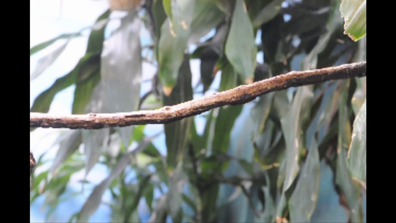 Moonwalking Mannakin Bird