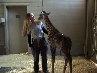 Masai Giraffe “Miles“ Born at the Houston Zoo Jan. 30 '09