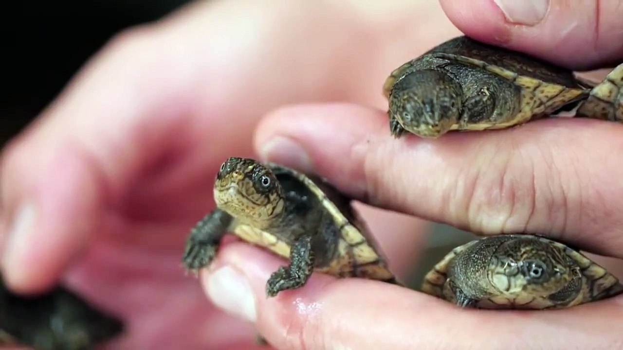 Madagascar Big Headed Turtle Babies