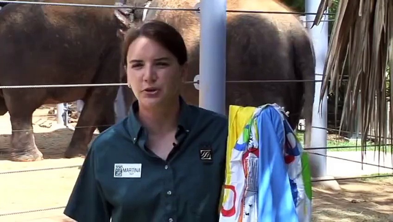 Baby Elephant Baylor Needs a New Pool