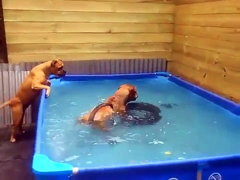 Ces deux chiens voient ça dans l'eau, 2 minutes plus tard ils surprennent tout le monde!