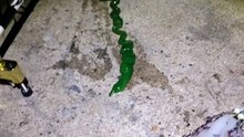 Némerte verte pêchée à Taïwan