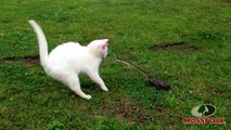Funny Cat Playing With Snake - Awesome Fighting Scenes - Youtube