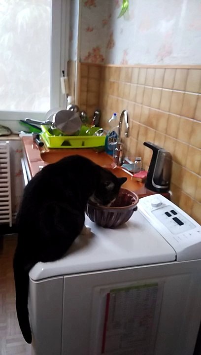 Honorine aime la brioche aux pralines