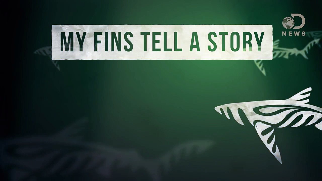 Why Do We Kill 100 Million Sharks Each Year?