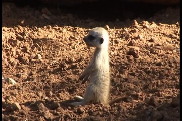 Babies around the Houston Zoo