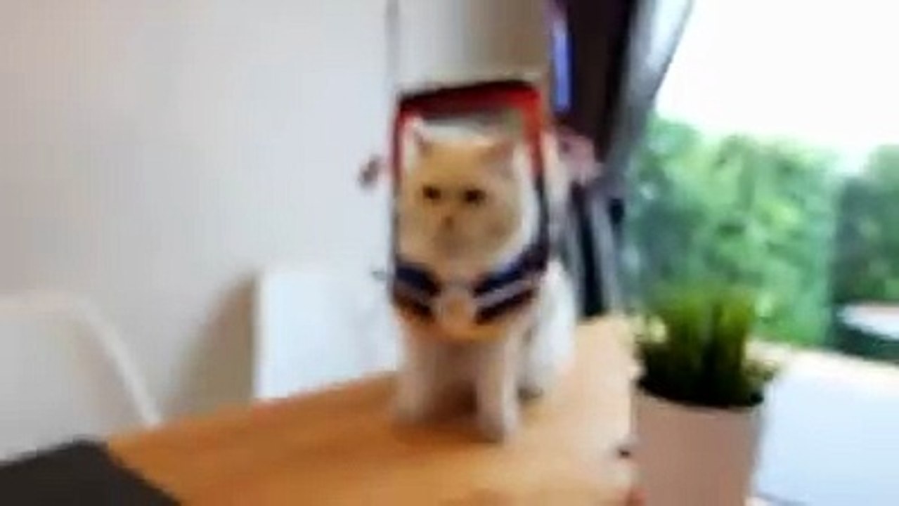 cat thai miss u thai