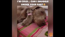 I'm cold...can l snuggle under your ear - So cute puppy