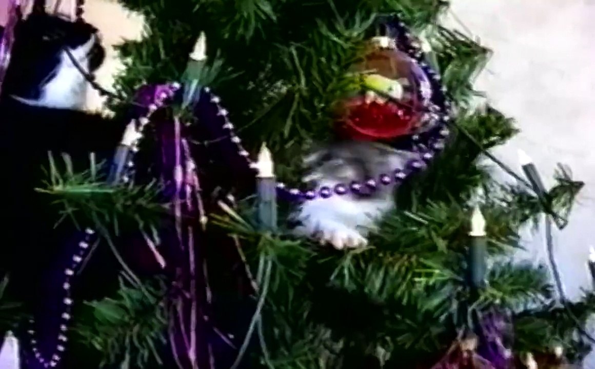 Les chats détestent les sapins de Noel... Compilation d'animaux hilaranats