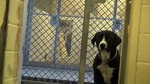 Un chien d'un refuge ne peut contenir sa joie après avoir adopté