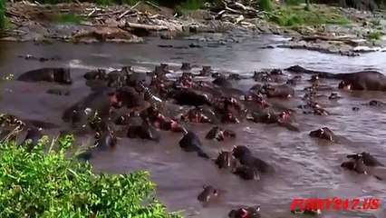 Crocodile vs Hippopotamus ☆ Animals Attack