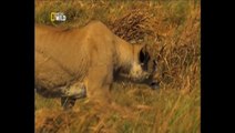 Vahşi Kediler: Son Aslanlar Belgeseli izle | TorrentAlemi.com |