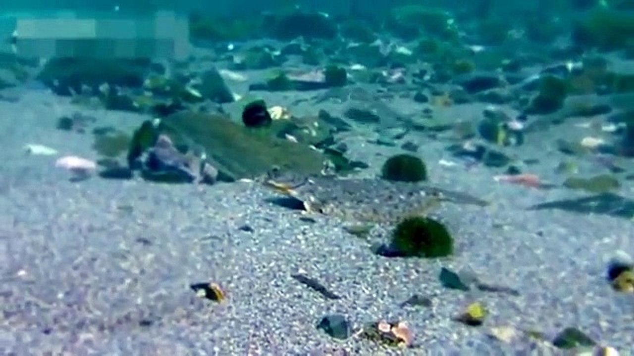 Eagle hunting Fish ALIVE ☆ Animals Attack