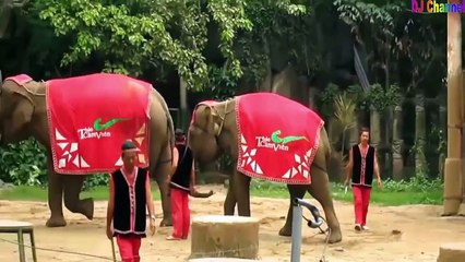 Chú voi con ở bản Đôn - Nhạc thiếu nhi vui nhộn hay nhất