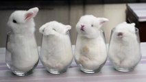 Ces bébés lapins sont confortablement installés dans des verres