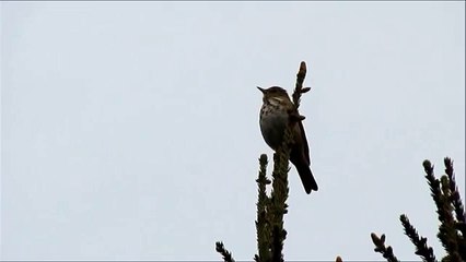 Hermit Thrush Singing