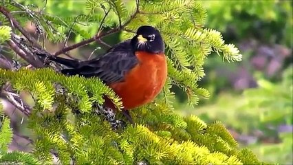 Hey, Sweetie!  Film by LesleytheBirdNird, ft  Soundtrack by Dick Kait