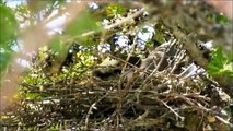 Gray Jay Nest Cam 1 - Making the Nest