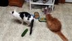 Cats & Cucumbers-Cats are not afraid of cucumbers. I've tried this with both of my cats and all they do is bat at the cucumber and try to eat it lol