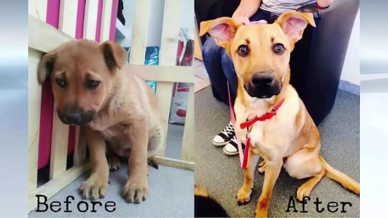 Expressions of animals before and after they were adopted