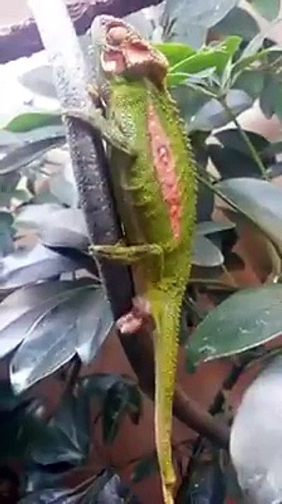 Chameleon Gives Birth