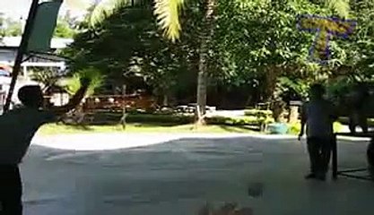 Funny animals playing sports   Cute animal compilation