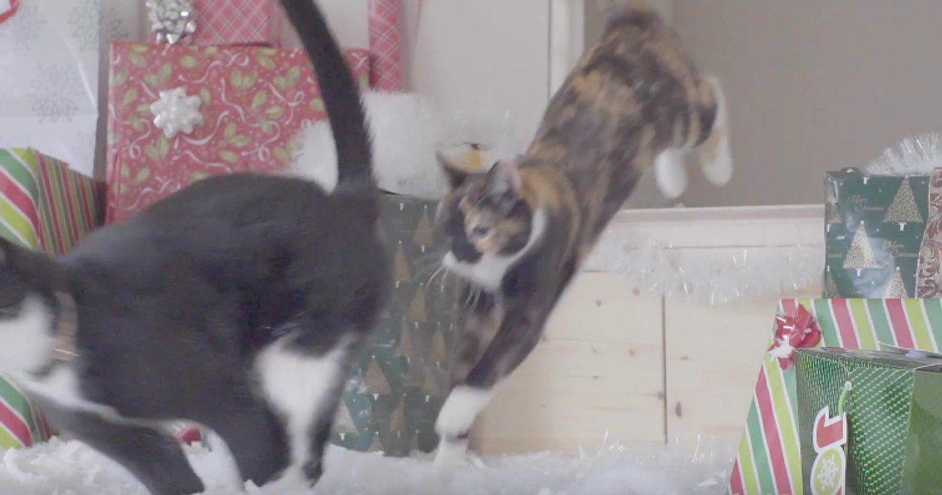 Cats Love Christmas Too