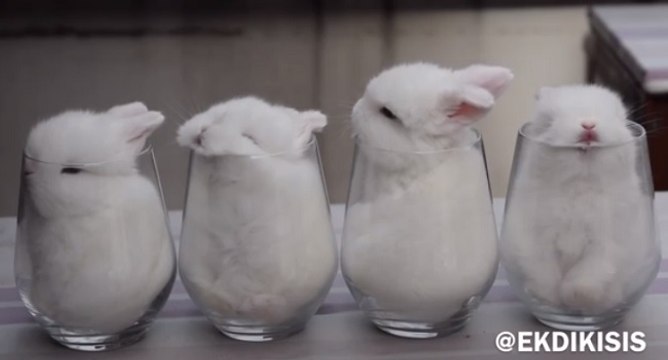 Des bébés lapins dans des verres