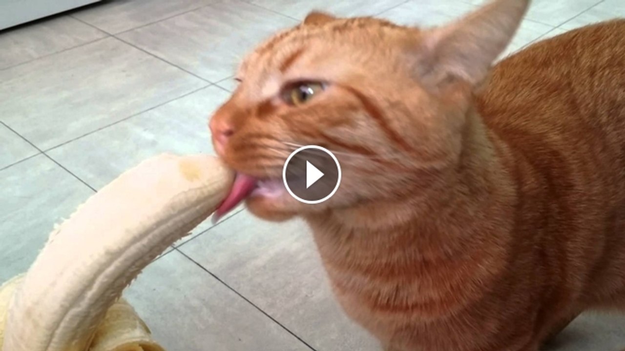Cat Loves Bananas