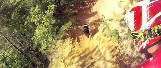 Descente VTT avec un chien