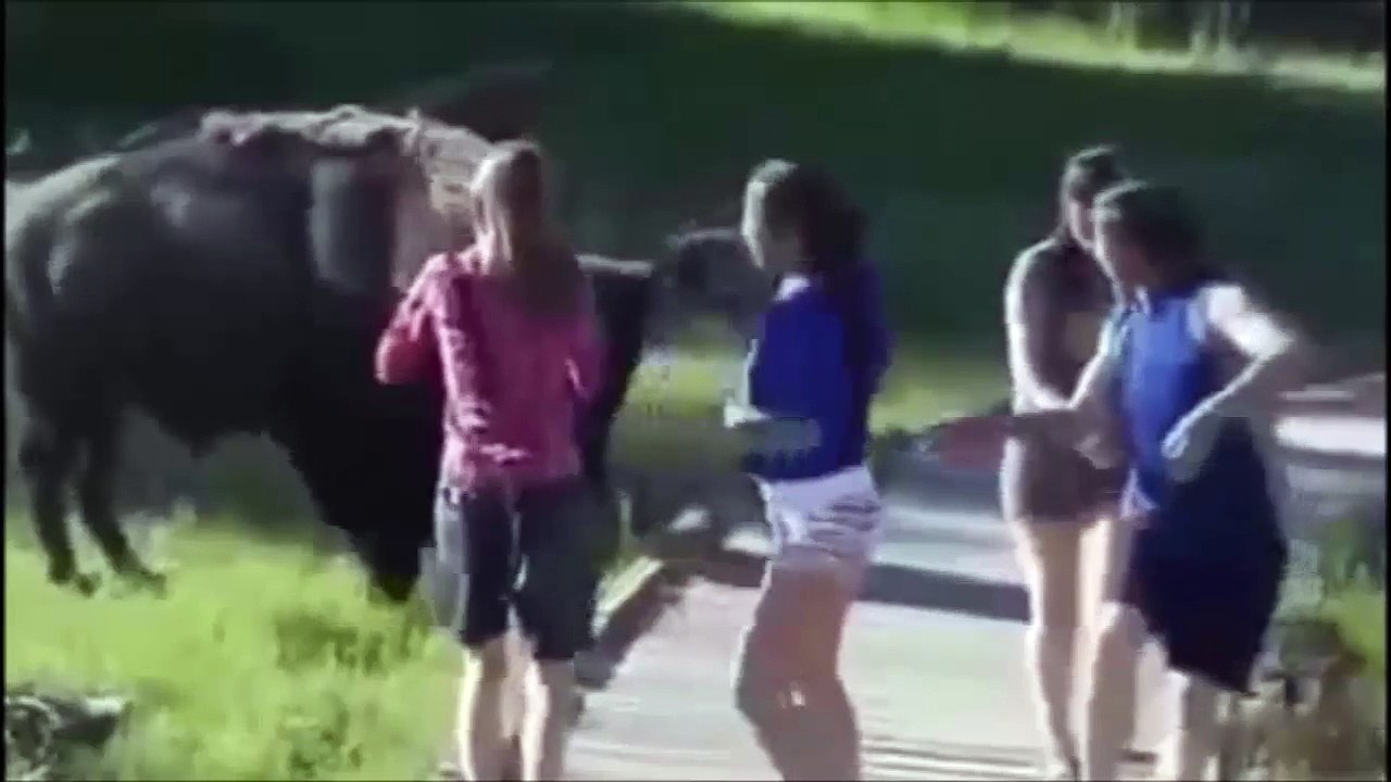 animals thug life compilation