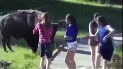 animals thug life compilation