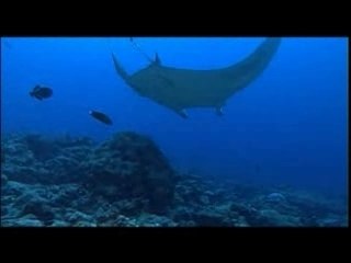 Trailer Princes des Oceans