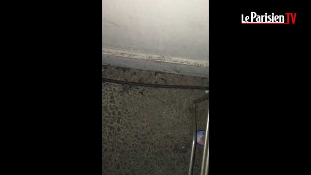 Des rats envahissent la Poste de Rueil-Nanterre