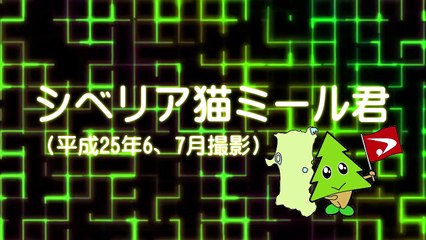 シベリア猫ミール君【平成25年8月8日公開】