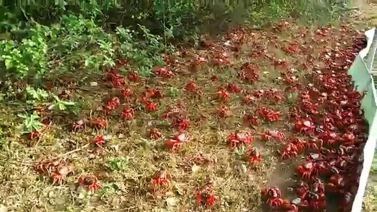 Conoce cuál es la isla que cada año es invadida por cangrejos