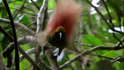 Chapter 20 - The Proof of Organs