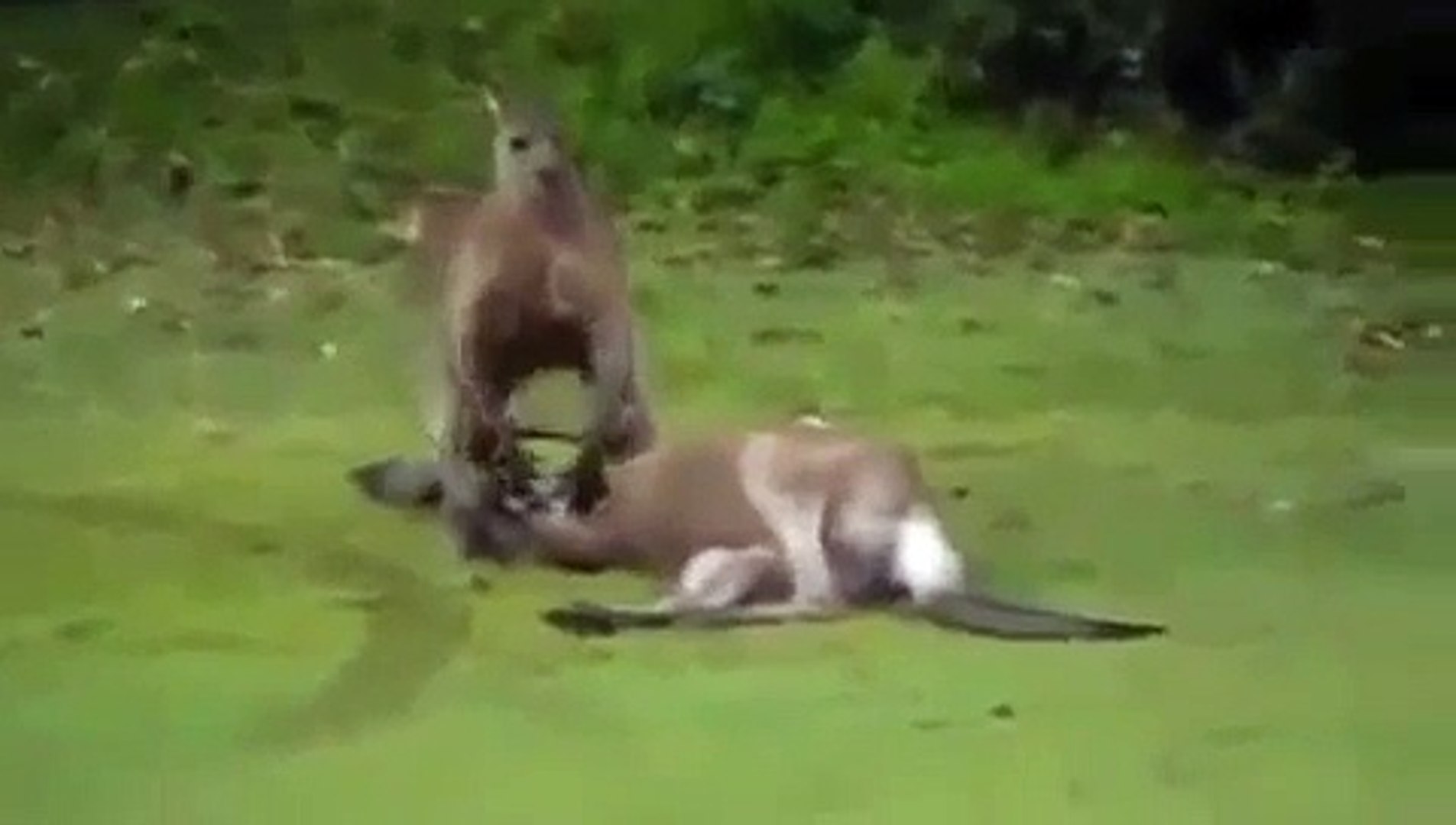 Do Kangaroos Choke Dogs