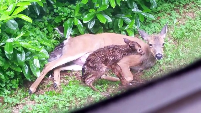 Une biche met au monde deux faons