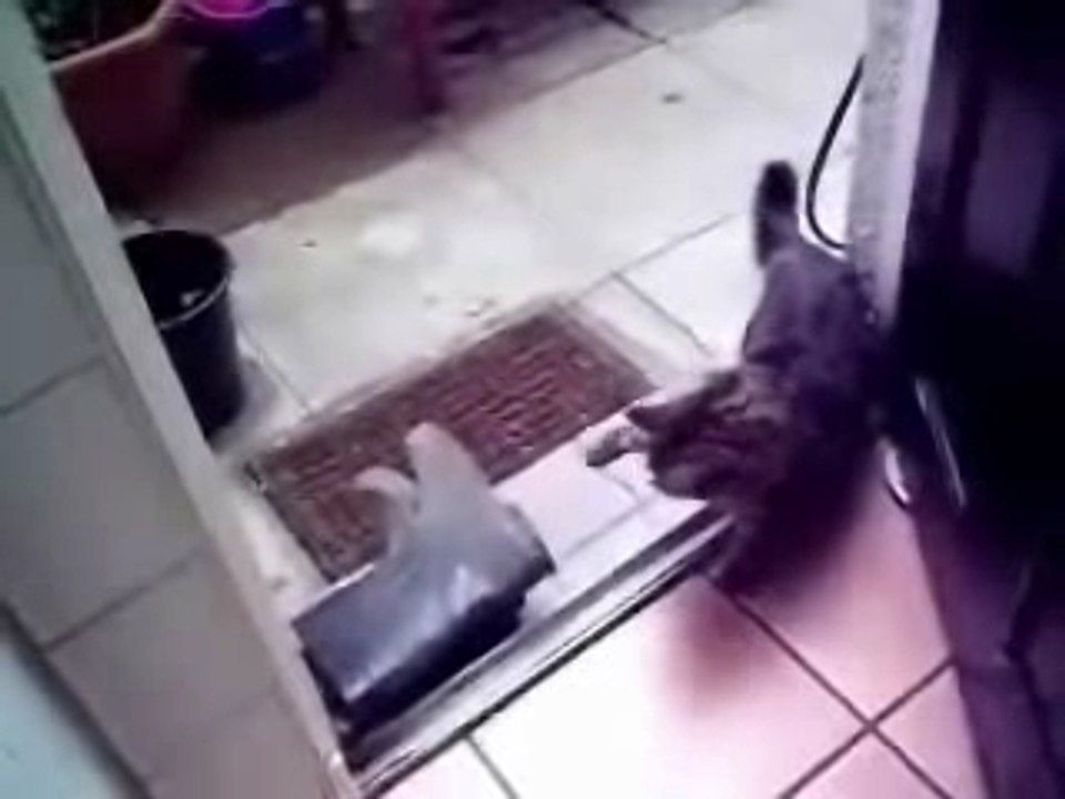 Cat attacks boots