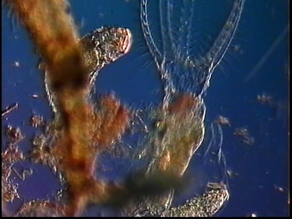 ECLOSION HUEVO ROTIFERO STEPHANOCEROS