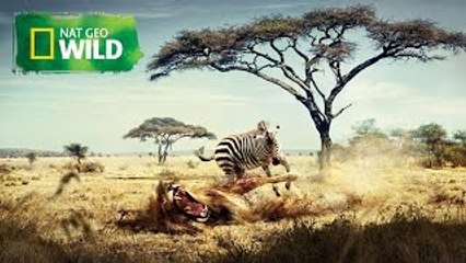 Nat Geo Wild : Video 2 ( For Fans )